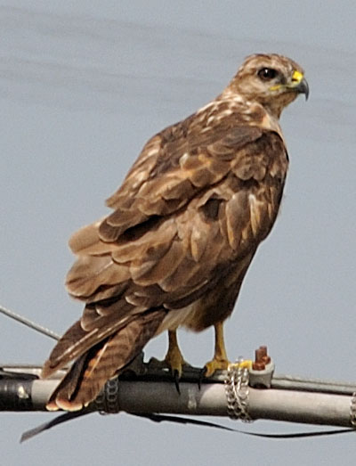 Aiuto Identificazione rapace